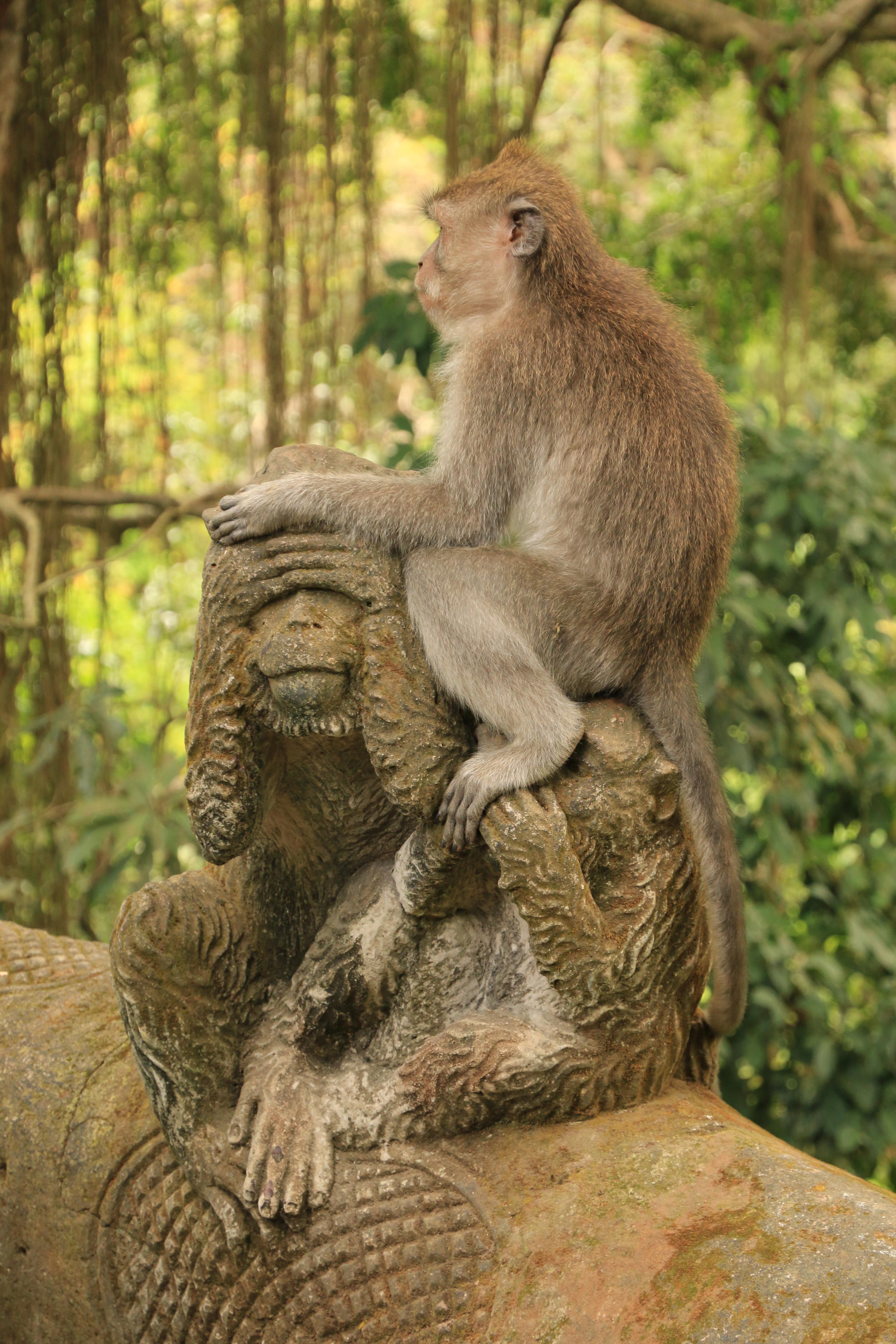 Ubud monkeys